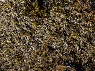 wet rock in the sea