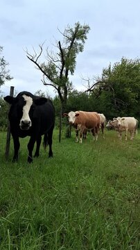 Vacas libre en el campo pastando, ganado en libertad