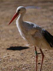beautiful white stork
