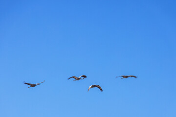 Fototapeta premium Migrating cranes a sunny spring day