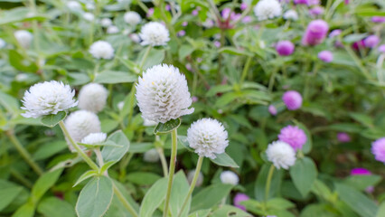 白い千日紅の花のクローズアップ