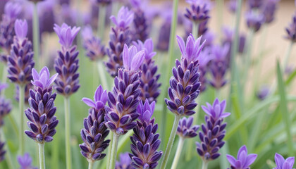 Fototapeta premium Vibrant lavender sprigs swaying gently in the breeze, natural beauty