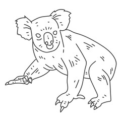 Obraz premium koala leg ear nose line.
