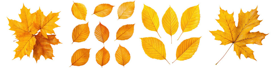 Fototapeta premium Vibrant autumn leaves in shades of orange yellow and red scattered across the ground creating a natural fall foliage backdrop The colorful leaves from maple oak