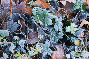 Frost Covered Leaves in Park Detailed Close Up