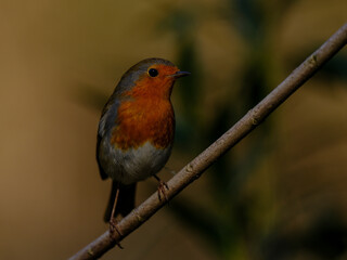 European Robin (Erithacus rubecula), orange songbird resting in forests in Antalya, Turkey