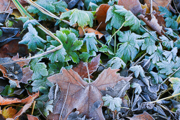 Frost Covered Leaves in Park Detailed Close Up