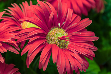 Obraz premium Red gerbera flower in soft light surrounded by lush green leaves