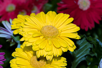 Close-up of beautiful yellow gerbera flower amidst vibrant floral background