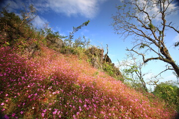 Dok Thian Peek Phi Sua (Impatiens Patula Craib) is the beautiful flowers field in rainy season ,...