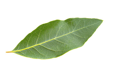 Fresh Green Bay Leaf Isolated on White Background for Culinary Use