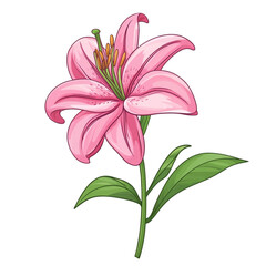 Naklejka premium A delicate pink lily flower a symbol of beauty and grace