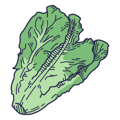 color stroke romaine lettuce.