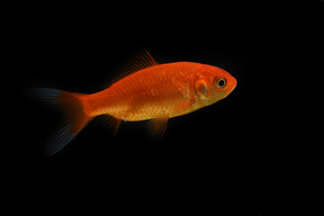 goldfish swimming in profile on a black background