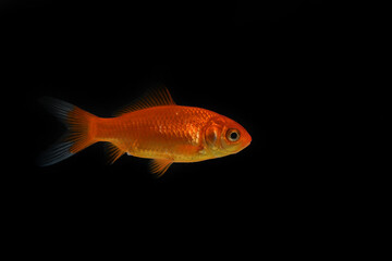 goldfish swimming in profile on a black background