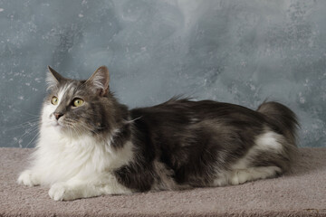 Chats kurilian bobtails