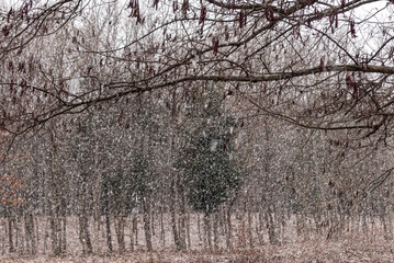 雪がちらつく寒い冬の公園の朝　　滋賀県守山市びわこ地球市民の森