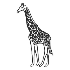 Fototapeta premium giraffe spot neck ossicones tail doodle