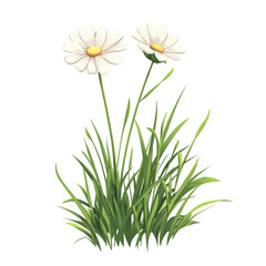 Two delicate daisies rise from vibrant green grass a peaceful scene