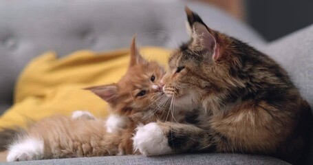  fluffy Maine Coon mother cat gently licks her kitten while lying on gray sofa, little kitten enjoying the warmth and affection of its parent, feline bonding, pet care, home comfort, adorable pets