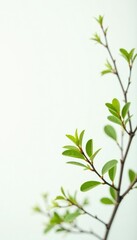 Fototapeta premium Delicate branches on white background spread out, green, branches