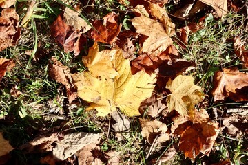 A close view of the colorful autumn leaves on the ground.