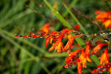 Drops of morning dew on orange flowers in the garden of an ecolodge outside of Cotopaxi National Park, Ecuador