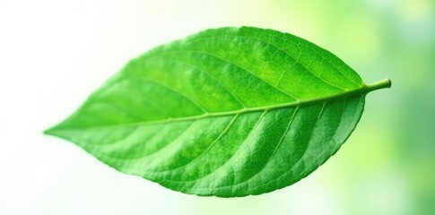 Green leaf isolated on white background with subtle texture, foliage, botany