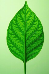 Obraz premium Green leaf with prominent veins and stem texture, nature, earthy, botany