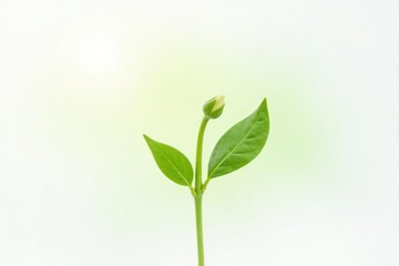 Green stem with single leaf isolated on white background, flora, single bloom