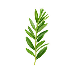Vibrant Green Rosemary Leaves Showcased in Minimalist Botanical Design long title Vibrant green rosemary leaves showcased in a minimalist botanical