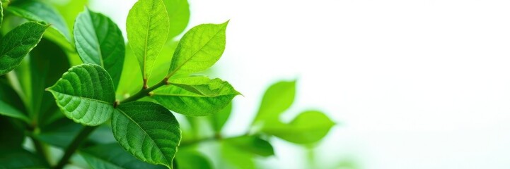 Obraz premium Leafy greens isolated on white background, delicate veins visible, garden, foliage