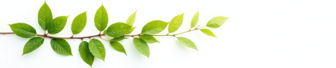 Fototapeta premium Leaves on a branch isolated on white background, isolated, nature, plants