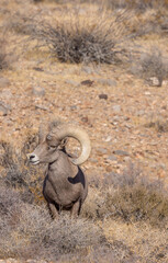 Desert Bighorn Sheep Ram in Nevada in Winter