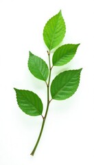 Fototapeta premium Single branch with leaves isolated on white background, simple, leafy green