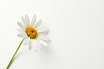 Obraz premium Single daisy flower isolated on white background, daisy,