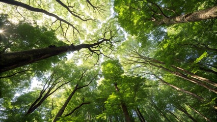 Fototapeta premium Majestic Sunlit Canopy: Lush Green Forest Trees