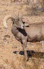 Desert Bighorn Sheep Ram in Nevada in Winter