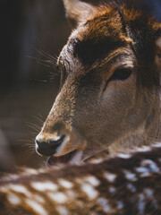 a beautiful deer in the forest
