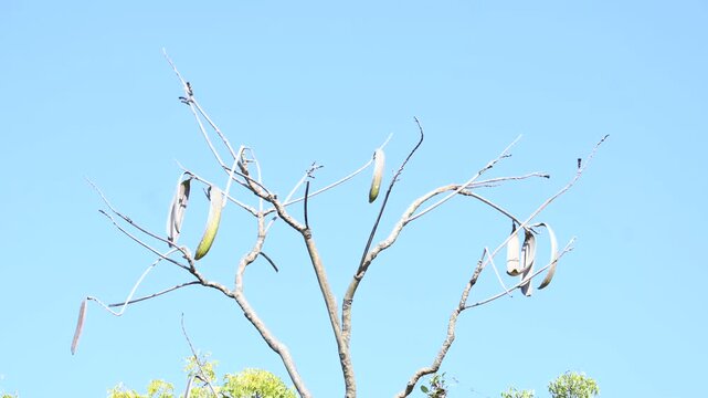 Oroxylum indicum tree fruits.&nbsp;Its other names trumpet tree, oroxylum, Indian trumpet tree, broken bones tree,&nbsp;scythe tree, Damocles tree and&nbsp;midnight horror. Its used in&nbsp;traditional medicine.
