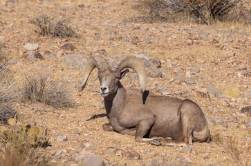 Desert Bighorn Sheep Ram in Nevada in Winter