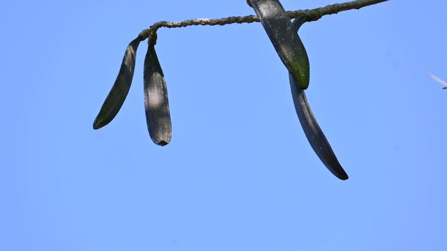 Oroxylum indicum tree fruits.&nbsp;Its other names trumpet tree, oroxylum, Indian trumpet tree, broken bones tree,&nbsp;scythe tree, Damocles tree and&nbsp;midnight horror. Its used in&nbsp;traditional medicine.