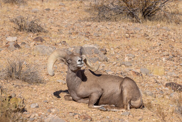 Desert Bighorn Sheep Ram in Nevada in Winter