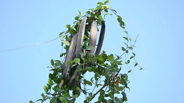 Oroxylum indicum tree fruits.&nbsp;Its other names trumpet tree, oroxylum, Indian trumpet tree, broken bones tree,&nbsp;scythe tree, Damocles tree and&nbsp;midnight horror. Its used in&nbsp;traditional medicine.