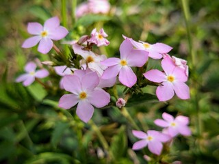 FLORES ANDOSACE ADFINIS