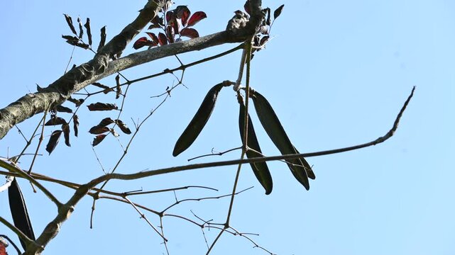 Oroxylum indicum tree fruits.&nbsp;Its other names trumpet tree, oroxylum, Indian trumpet tree, broken bones tree,&nbsp;scythe tree, Damocles tree and&nbsp;midnight horror. Its used in&nbsp;traditional medicine.