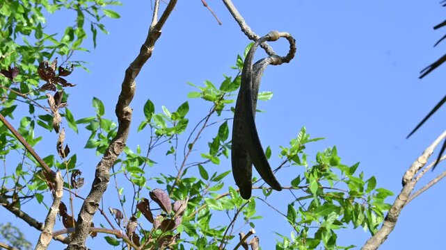 Oroxylum indicum tree fruits.&nbsp;Its other names trumpet tree, oroxylum, Indian trumpet tree, broken bones tree,&nbsp;scythe tree, Damocles tree and&nbsp;midnight horror. Its used in&nbsp;traditional medicine.