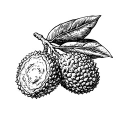 Fototapeta premium Engraved vector illustration of exotic fruits with leaves designed for tattoo and packaging purposes