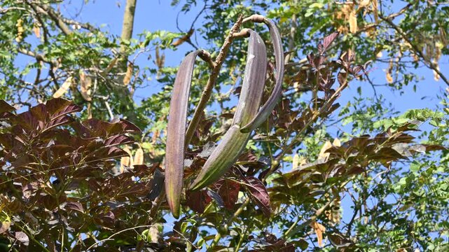 Oroxylum indicum tree fruits.&nbsp;Its other names trumpet tree, oroxylum, Indian trumpet tree, broken bones tree,&nbsp;scythe tree, Damocles tree and&nbsp;midnight horror. Its used in&nbsp;traditional medicine.