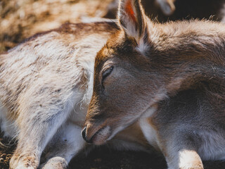 a beautiful deer in the forest